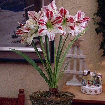 Amaryllis Kit Ambiance with Round Table Top Rattan Basket - Van Zyverden