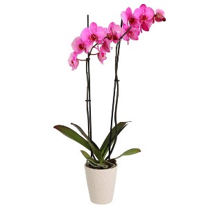 5" Watercolor Orchid Pink in Decorative Planter Pot - Good Little Garden™ - 1 of 4