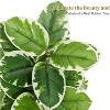 Fiddle Leaf Fig Tree Artificial Indoor, 5FT Tall Faux Rubber Tree with Sphere Planter, Tall Artificial Plants with Moss - 3 of 4