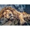 Trefl Sleeping Lion Jigsaw Puzzle - 1000pc - 3 of 3