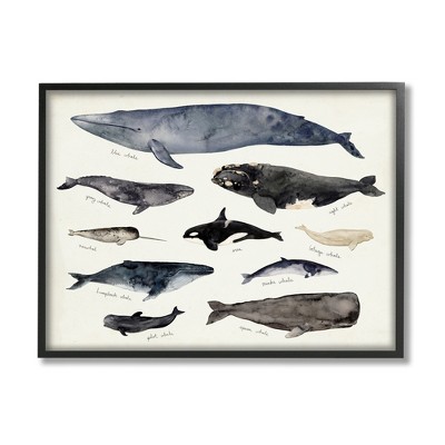 Stupell Industries Vintage Nautical Chart of Whales Ocean Life