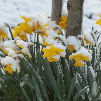 Set of 12 Daffodils Bulbs First To Bloom Yellow - Van Zyverden