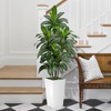 Dracaena Artificial Tree 5ft Tall Pre Potted Dracaena Trees with White Tall Square Planter for Indoor Outdoor Home Office Decor - 2 of 4