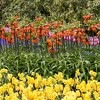 3ct Fritillaria Rubra Bulbs - Van Zyverden - 3 of 4