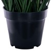 Green Tufted Hairgrass Potted UV - 2 of 2
