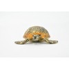 Collectible Wildlife Gifts | Turtle, Green Sea Turtle, Museum Quality, Hand Painted, Rubber Reptile, Realistic Toy Model, Gift,   3"   CH310 BB130 - 4 of 4