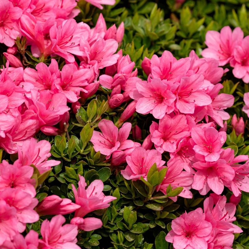 2.5qt Macrantha Pink Azalea Plant with Pink Blooms - National Plant Network, 4 of 6