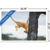 Trends International The Comedy Wildlife Photography Awards: Jennifer Hadley - Not So Cat Like Framed Wall Poster Prints - 3 of 4