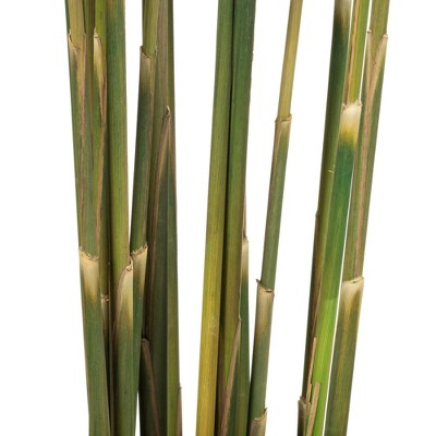 Natural Green 36" Preserved Plume Reed Bundle