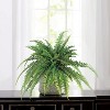 Floral Home 48" Wide Boston Fern with 48 Fronds - 1-Piece - 2 of 4