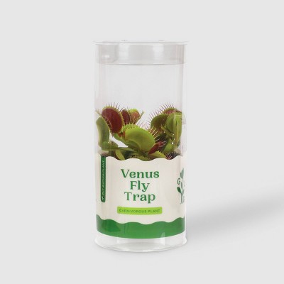 3" Venus Fly Trap - Good Little Garden™