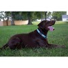 Country Brook Petz Heavy Duty Nylon Martingale Dog Collar with Deluxe Buckle - 30+ Vibrant Color Options - 3 of 4