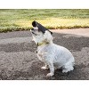 Pet Life Cap-Tivating UV Protectant Adjustable Fashion Dog Hat Cap, LG, Black - 3 of 4