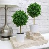 2ct Faux Topiary Boxwood with White Pot - Bullseye's Playground™ - image 3 of 4