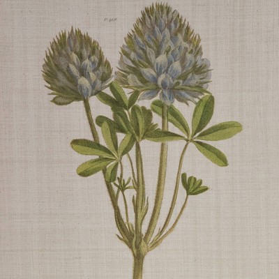 Herbal Botany 4-Piece Framed Canvas Wall Art Set with Botanical Illustrations