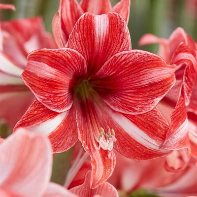 1ct Amaryllis Pyjama Party Bulb - Van Zyverden