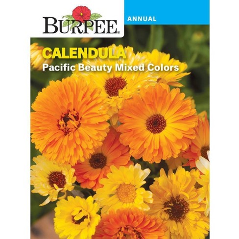 Burpee Calendula Pacific Beauty Flower Seeds: Full Sun, 45 Days To ...