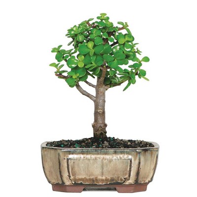 Small Dwarf Jade Indoor Live Houseplant - Brussel's Bonsai