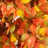 Nearly Natural 8-ft Autumn Ficus Artificial Fall Tree - 3 of 4