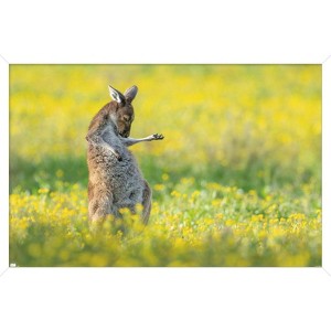 Trends International The Comedy Wildlife Photography Awards: Jason Moore - Air Guitar Roo Framed Wall Poster Prints - 1 of 4