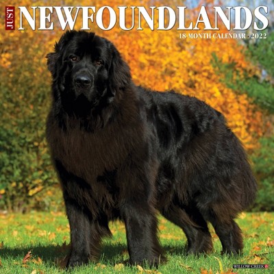 2022 Wall Calendar Just Newfoundlands - Willow Creek Press