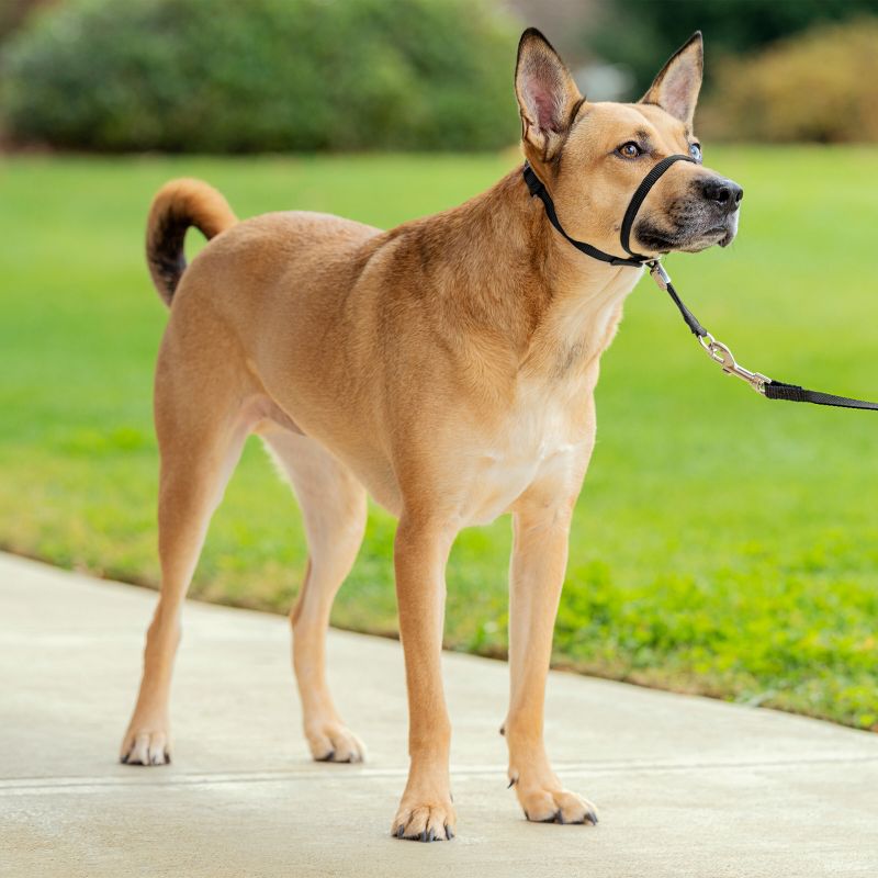 PetSafe Gentle Leader Headcollar Adjustable Dog Harness, 4 of 8