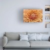 Trademark Fine Art - Cora Niele 'Orange Dahlia' Canvas Art - 2 of 4