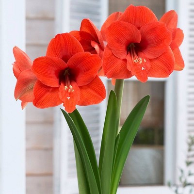 1ct Amaryllis Naranja Bulb - Van Zyverden