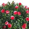 21 Inch Artificial Rose Topiary Ball Tree, Faux Potted Boxwood Topiary Plant, Faux Shrubs Green Plant with Flowers for Front Porch Backyard - 4 of 4