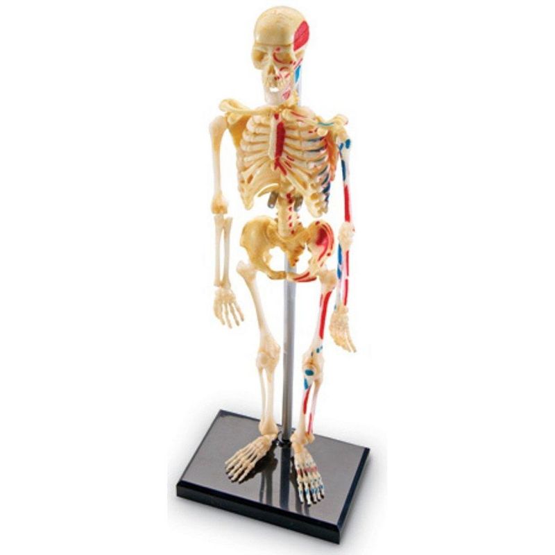 Learning Resources Skeleton Anatomy Model, Ages 8+, 2 of 6