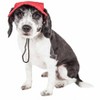 Pet Life Cap-Tivating UV Protectant Adjustable Fashion Dog Hat Cap, LG, Black - 3 of 3