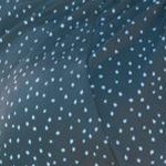 tropical garden border