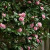 National Plant Network Live Indoor/Outdoor Camellia Japonica Plant with Pink Blooms - 1ct 2.5qt - 2 of 4
