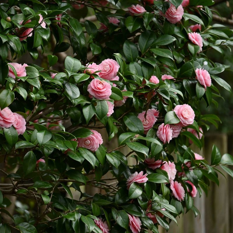 2.5qt High Fragrance Camellia Japonica Plant with Pink Blooms - National Plant Network, 4 of 6