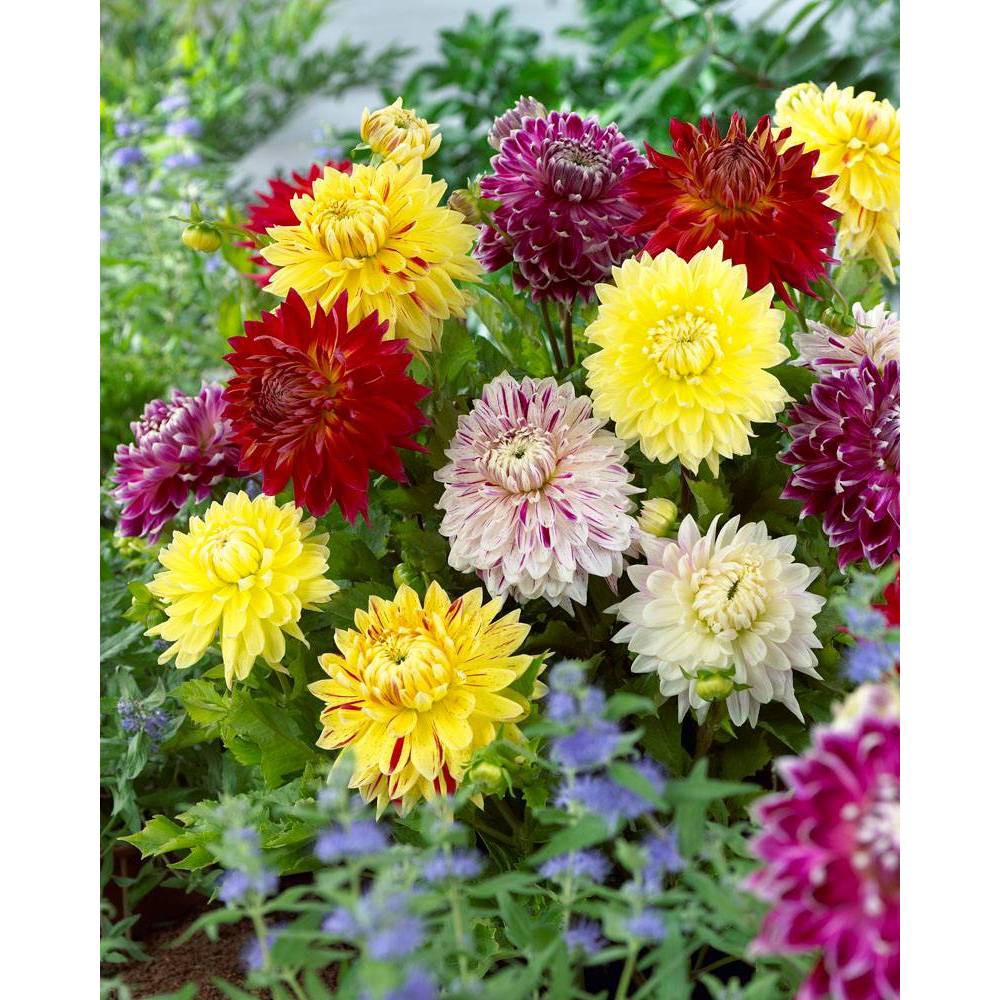 Photos - Garden & Outdoor Decoration Van Zyverden Set of 7 Dahlias Giant Blooming Dinnerplate Mixed Bulbs