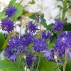Van Zyverden 5ct Roots Aquilegia Columbine Blue Barlow - 3 of 4