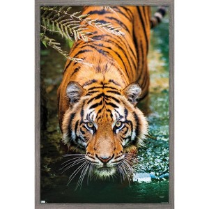 Trends International Tiger - Water Framed Wall Poster Prints - 1 of 4