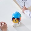 VEVOR Human Skull Model, 3 Parts Human Skull Anatomy, Life-Size Painted Anatomy Skull Model, PVC Anatomical Skull, Multicolored - 2 of 4