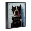 Stupell Industries Boston Terrier Jail Convicted Mugshot, 24" x 24" - 3 of 4