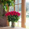 Fresh Cut Roses - 50 Stems - 2 of 4