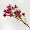 Alilang Decorative Dried Flower Stems for Home Decoration and Floral Arrangements, 15.5 Inches - 2 of 3