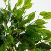 Nearly Natural 5-ft Braided Ficus Artificial Tree in Slate Planter UV Resistant (Indoor/Outdoor) - 4 of 4