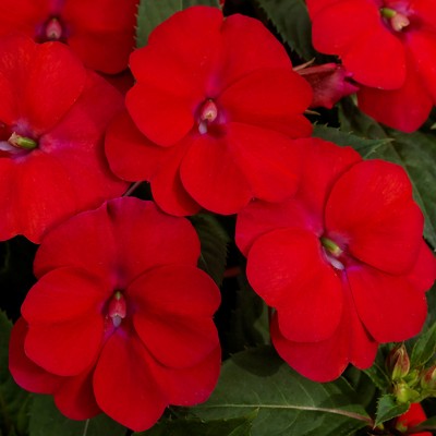 3pc Compact Fire Red Sunpatiens - National Plant Network