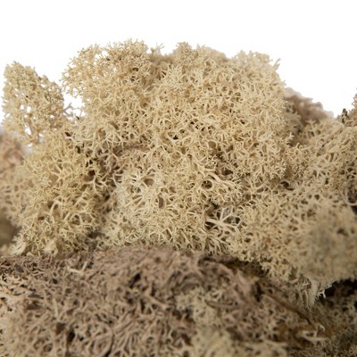 Vickerman Reindeer Moss, Preserved, 2 Lbs per Box