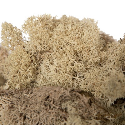 Vickerman Reindeer Moss, Preserved, 2 Lbs Per Box : Target