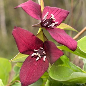 Van Zyverden 3ct Roots Woodland Plant Trillium Erectum Red - 1 of 4