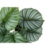 Monarch Specialties Artificial Plant 24 inch Tall Calathea Indoor Faux Fake Table Greenery Potted Real Touch Decorative Green Leaves Black Pot - 4 of 4