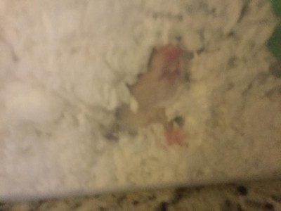 Guest review image 1 of 3, zoom in