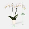 Live 5" White Premium Orchid Houseplant - Good Little Garden™ - 4 of 4