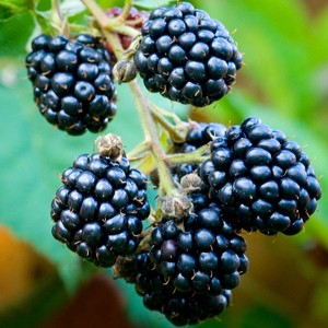 Van Zyverden Thornless Triple Crown Blackberry Root - 1 of 4